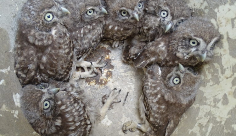 Historický úspěch. Sedm sýčků v jednom hnízdě.