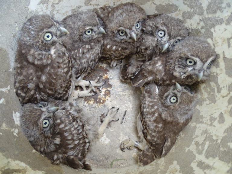 Historický úspěch. Sedm sýčků v jednom hnízdě.