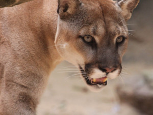 Hledaná puma byla dnes brzy ráno spatřena v Hybrálci pod fotbalovým hřištěm