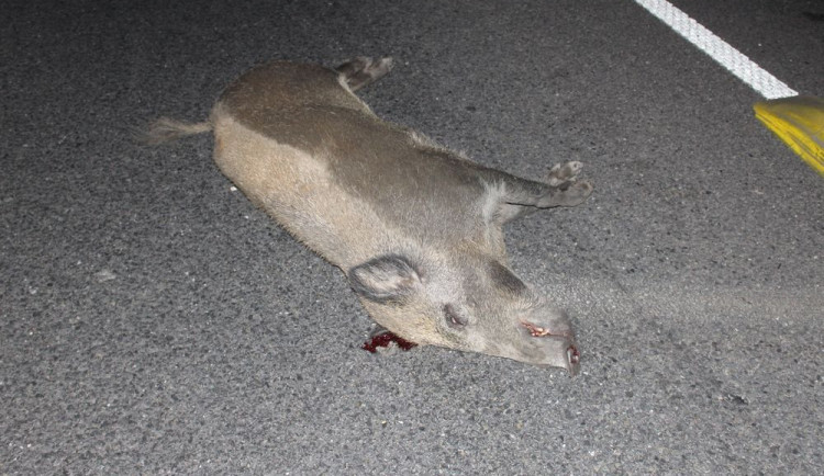 Řidiči vběhl do cesty divočák. Střetu už nedokázal zabránit