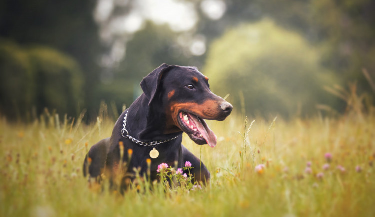 Dobrman Sorbon patří mezi zaregistrované psí dárce krve.