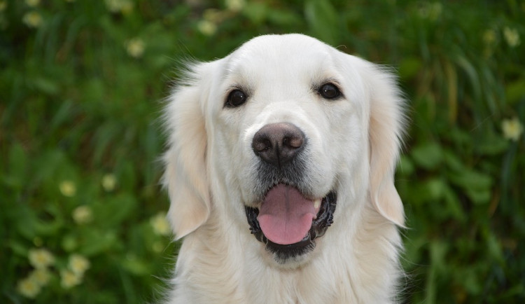 Ženu v Jižní ulici měl pokousat retrívr. Skončil v útulku