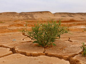 OSN varuje: každý týden dochází minimálně k jedné klimatické katastrofě