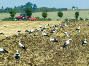 Hubení hrabošů vzbuzuje vlny pobouření. Ministerstvo bude jednat o dalších možnostech