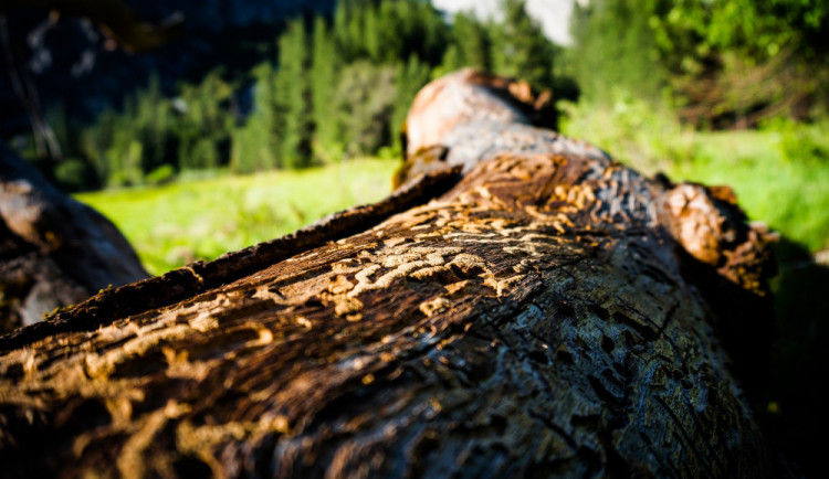 Policie chce obžalovat dva lidi a firmu v kauze Lesní správy Lány