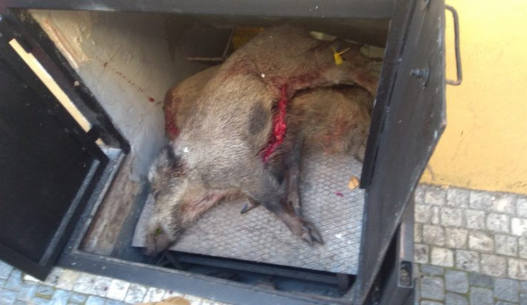 Těla mrtvých zvířat