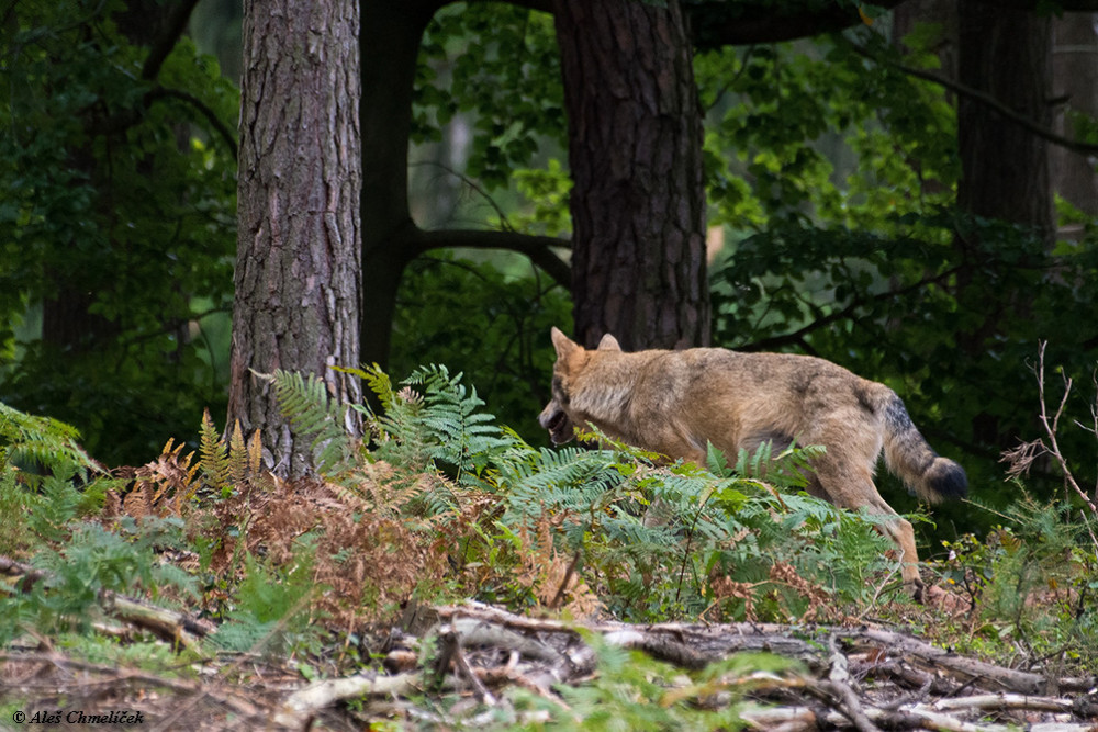 Takto zachytil Aleš Chmelíček vlka, který se procházel krajinou Lužických hor.