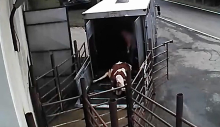 Zacházení se zvířaty zachytila skrytá kamera.