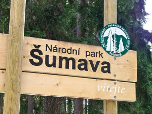 Národní park Šumava se kvůli ceně dřeva dostal do finančních potíží