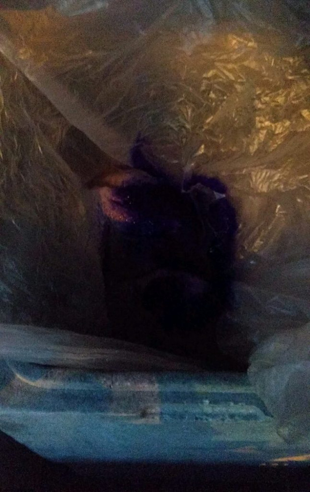 Špinavé bedny plné stovek kilogramů masa. Inspektoři odhalili nelegální rozvážkový prodej.