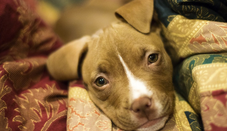 size4-15766904664407-103-1000x1000-1522239122-puppy-3091617-960-720