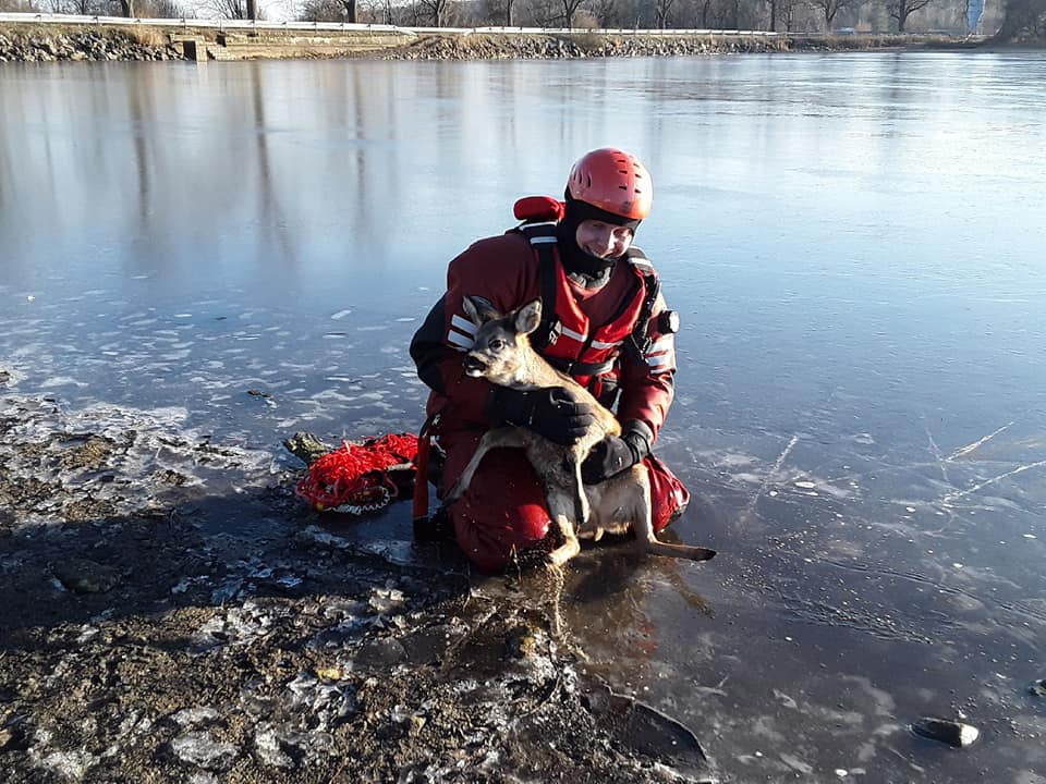 Nový rok začali hasiči v Telči úspěšně. Pomohli srnce, která uvízla v ledu na rybníku