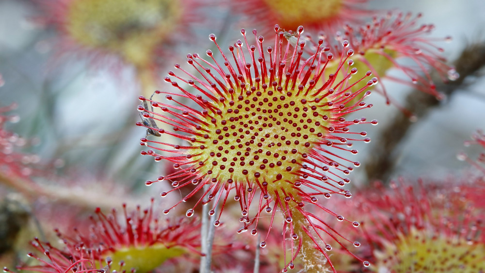 Rosnatka-okrouhlolistá-27123-JB (1)