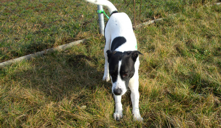 Hledáme páníčka #167: Podívejte se na nejnovější přírůstky v okolních útulcích