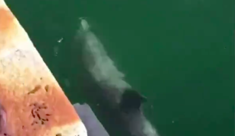 Delfíni v Benátkách? Na smyšlené zprávě naletěla i velká média.