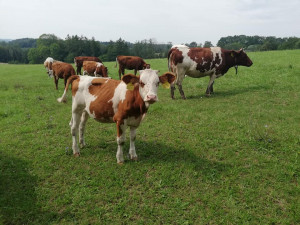 Farma Kozí Hrádek přišla o ocenění. Jde o pomstu, tvrdí farmář