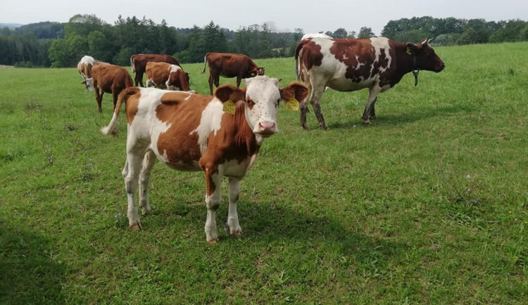 Farma Kozí Hrádek přišla o ocenění. Jde o pomstu, tvrdí farmář