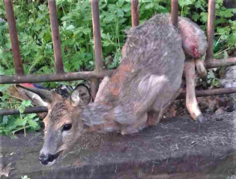 Srnka uvízla v kovovém plotu a nedokázala se sama osvobodit