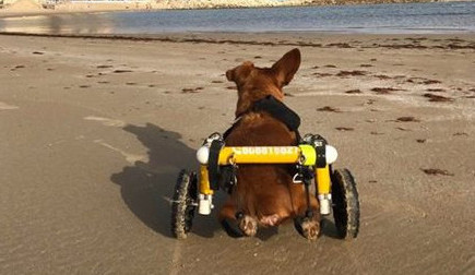 Charlieho chtěli majitelé nechat po nehodě utratit, teď je z něj izraelská celebrita.