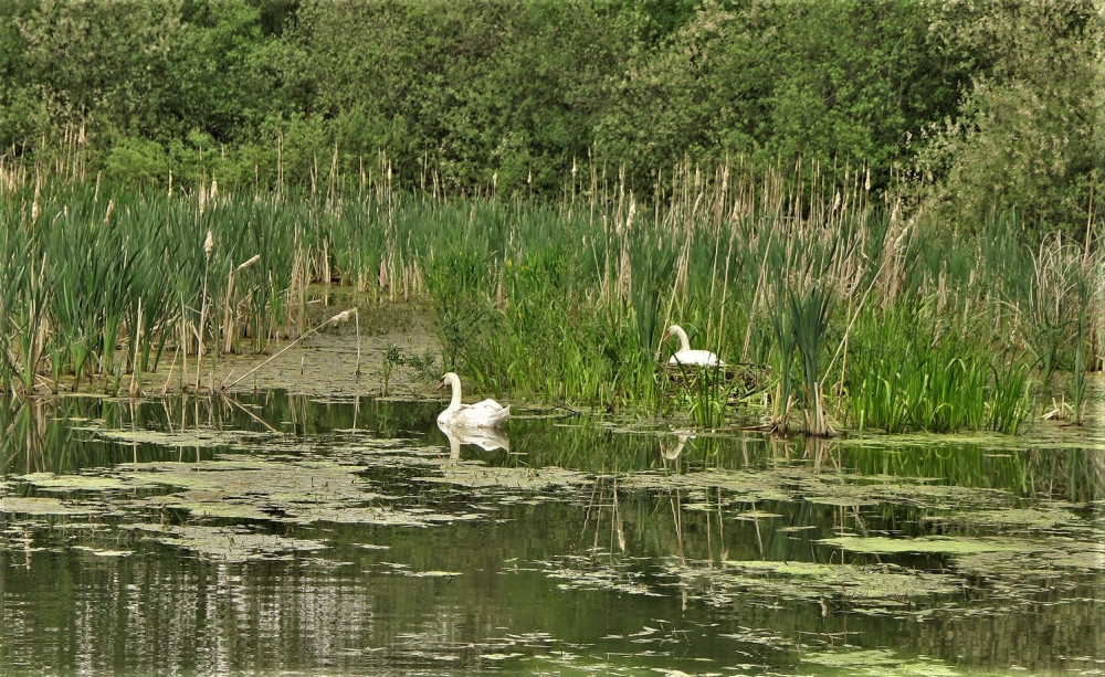 Labuťáka při obraně hnízda vážně zranil pes, záchranáři provedli bleskovou akci