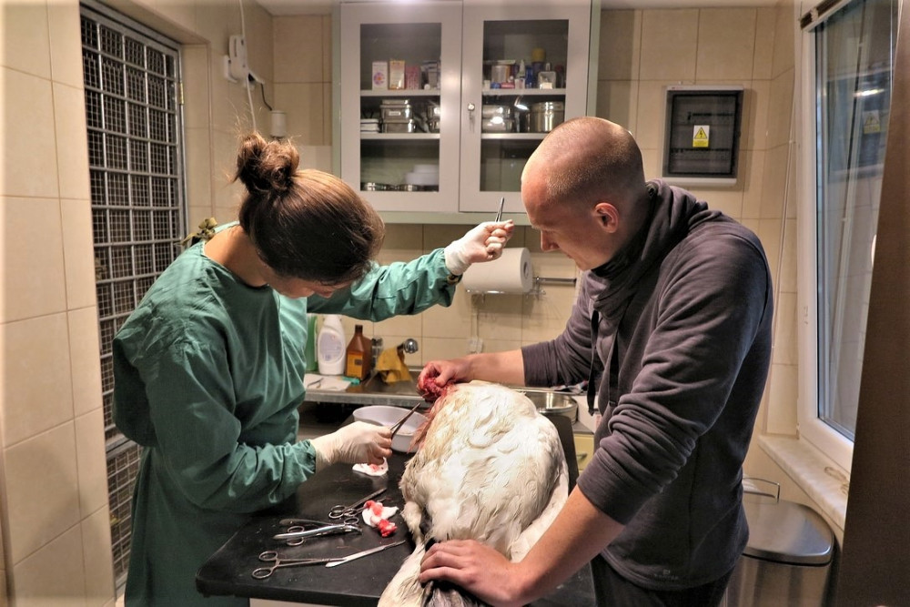 Oprace u veterináře