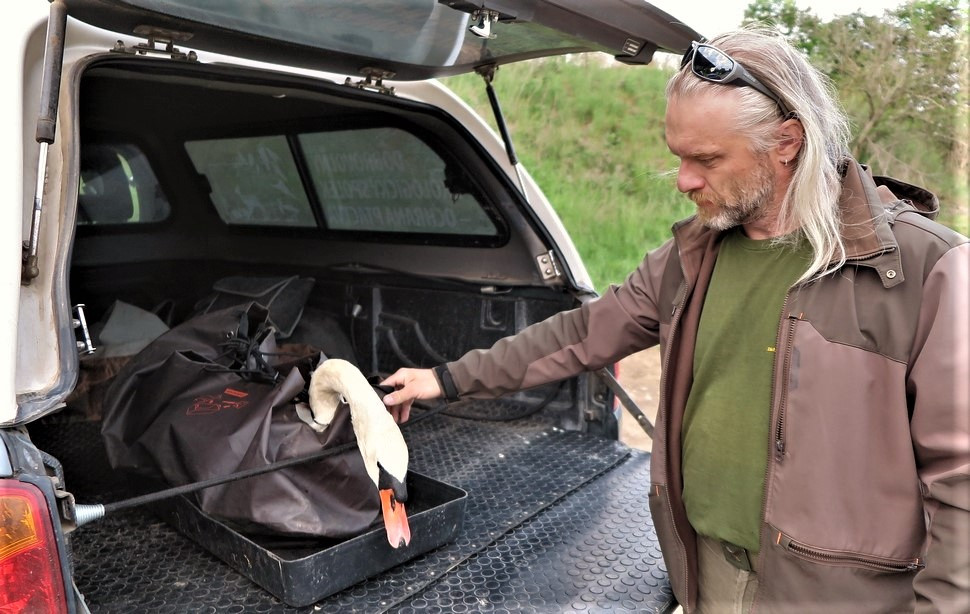 Po operaci se vrací labuťák zpět na hnízdo