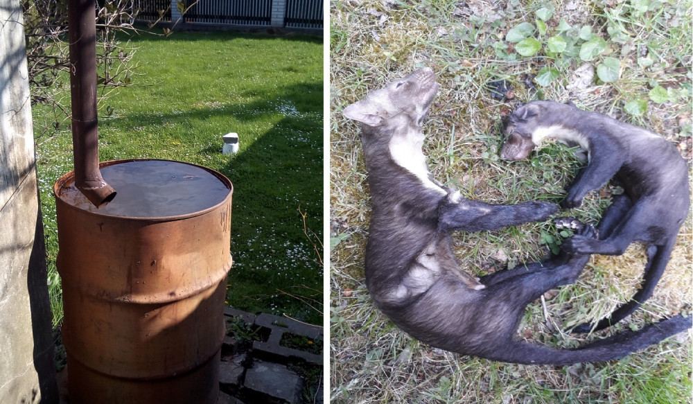 V sudu se utopila i kuna s mládětem 