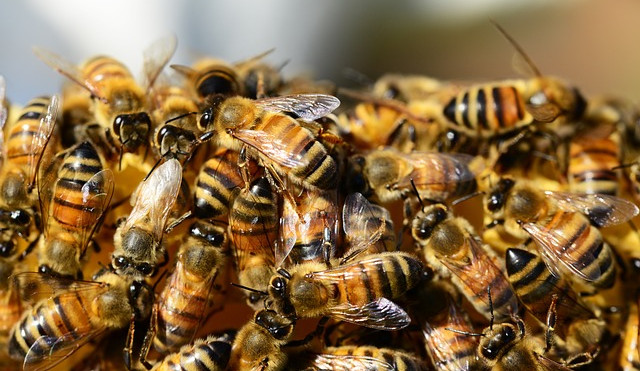 Kdy volat hasiče na roj včel nebo sršně? Mělo by jít jen o život ohrožující případy