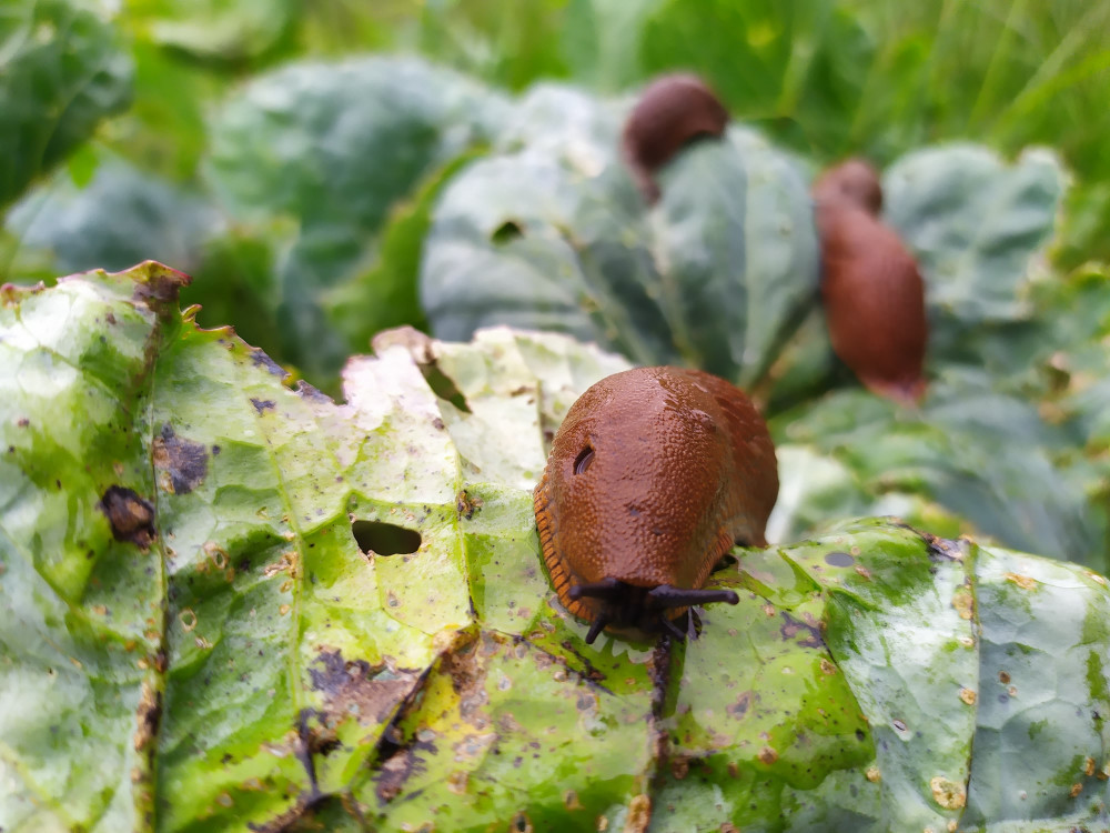 Slimáci ničí zahrádkářům úrodu. Zkuste pivo nebo hlístice, radí odbornice