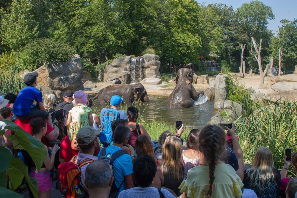 FOTO: V pražské zoo slavili Světový den slonů. Zvířata si pochutnala na zmrzlině