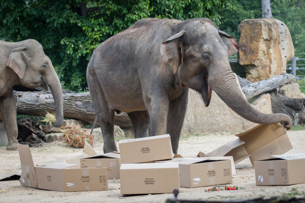 FOTO: V pražské zoo slavili Světový den slonů. Zvířata si pochutnala na zmrzlině