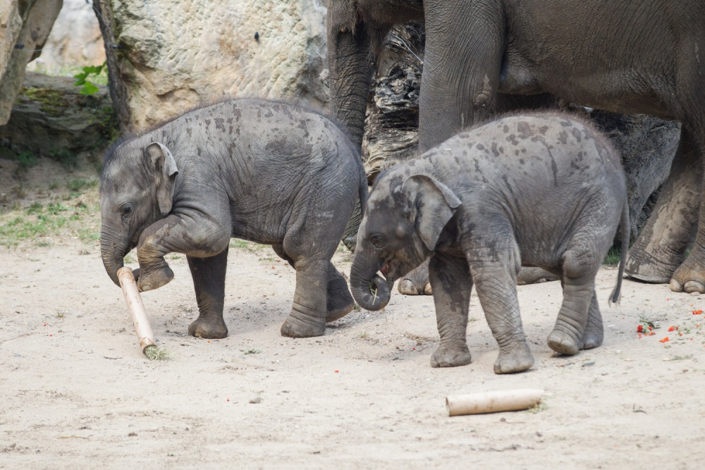 FOTO: V pražské zoo slavili Světový den slonů. Zvířata si pochutnala na zmrzlině