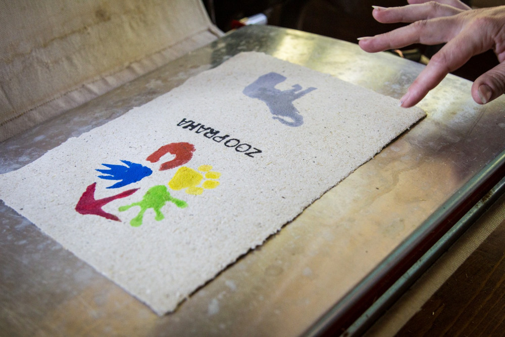 FOTO: V pražské zoo slavili Světový den slonů. Zvířata si pochutnala na zmrzlině