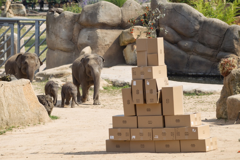 FOTO: V pražské zoo slavili Světový den slonů. Zvířata si pochutnala na zmrzlině
