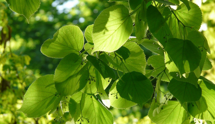 V Semilech vysadí novou alej se sedmdesáti ovocnými stromy