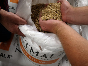 Něco autentického v Kobylisích chybělo, říká sládek Pivovaru Ládví Cobolis Pavel Palouš