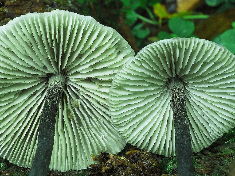 Ke vzácným nálezům hub ze Šumavy patří tato závojenka buková