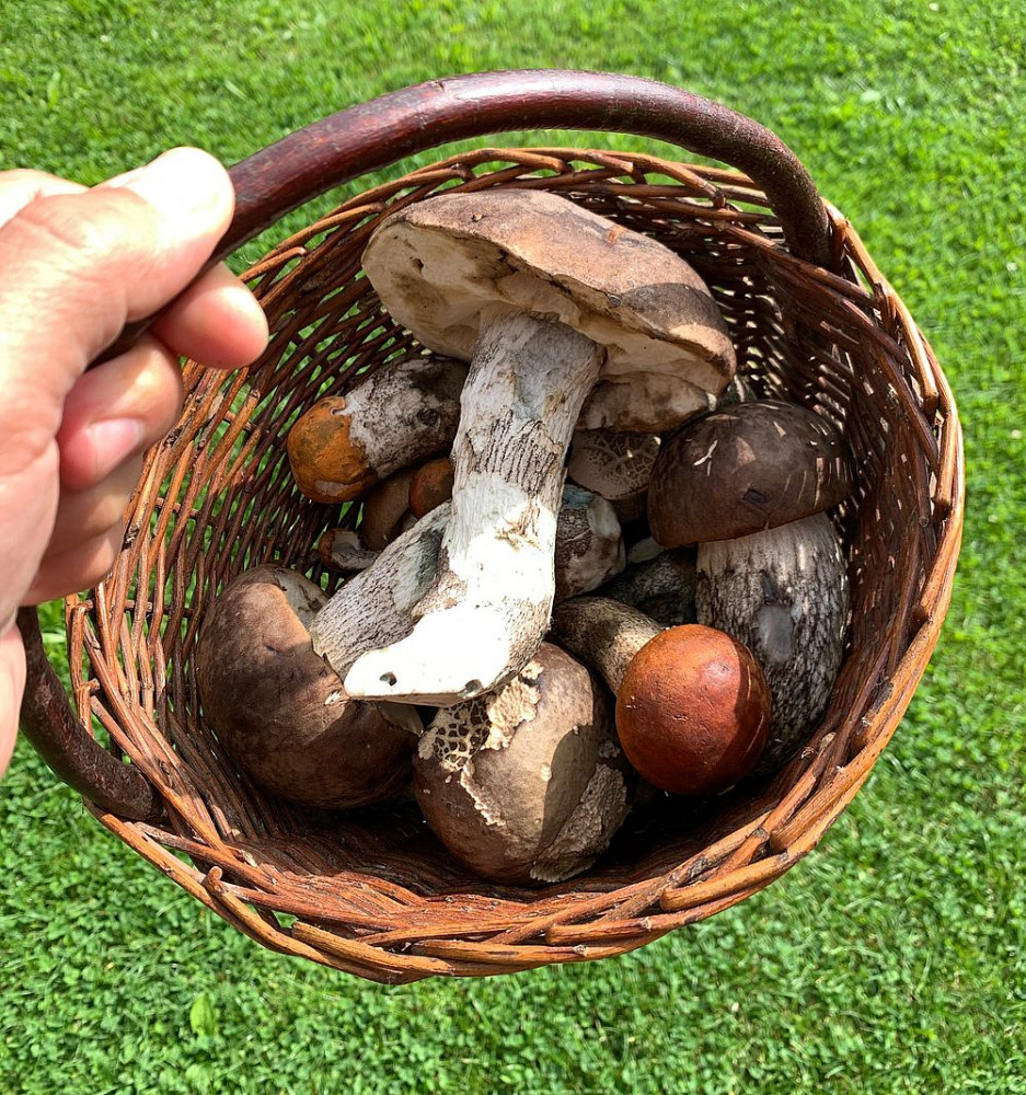 Letos mají houbaři žně