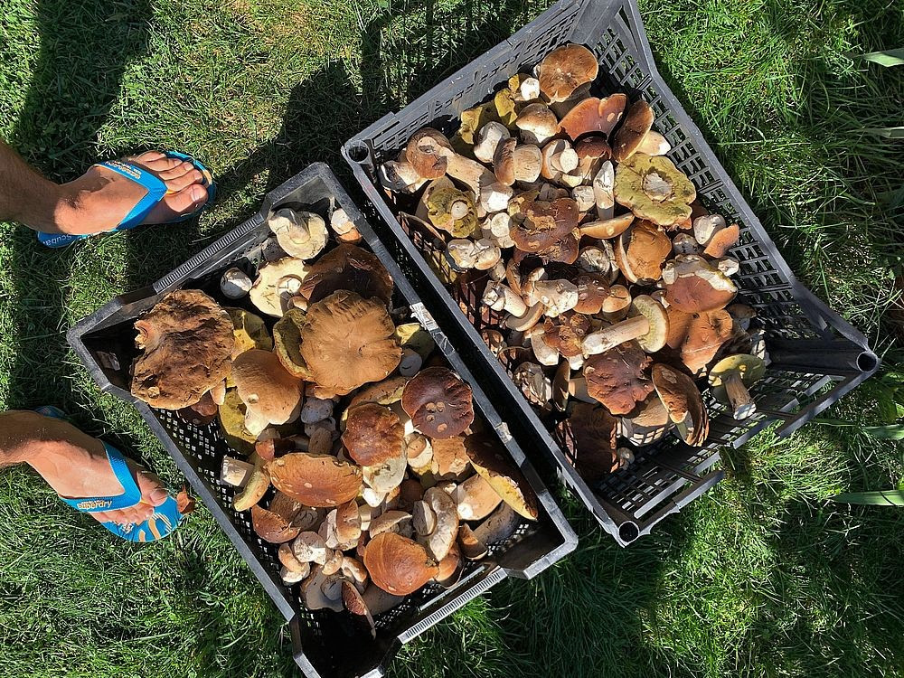 Letos mají houbaři žně