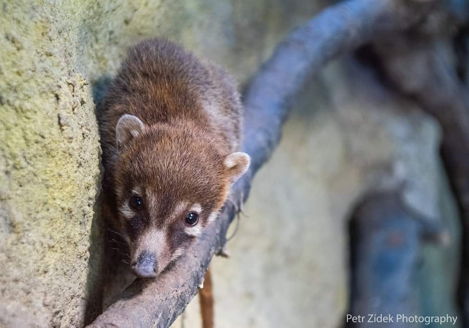 Jihlavská zoo má mládě nosála. Narodilo se den po návratu jeho tatínka, který utekl
