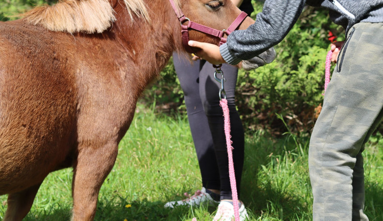 Kočky, psi a teď i poník. Liberecká nemocnice má nového terapeuta