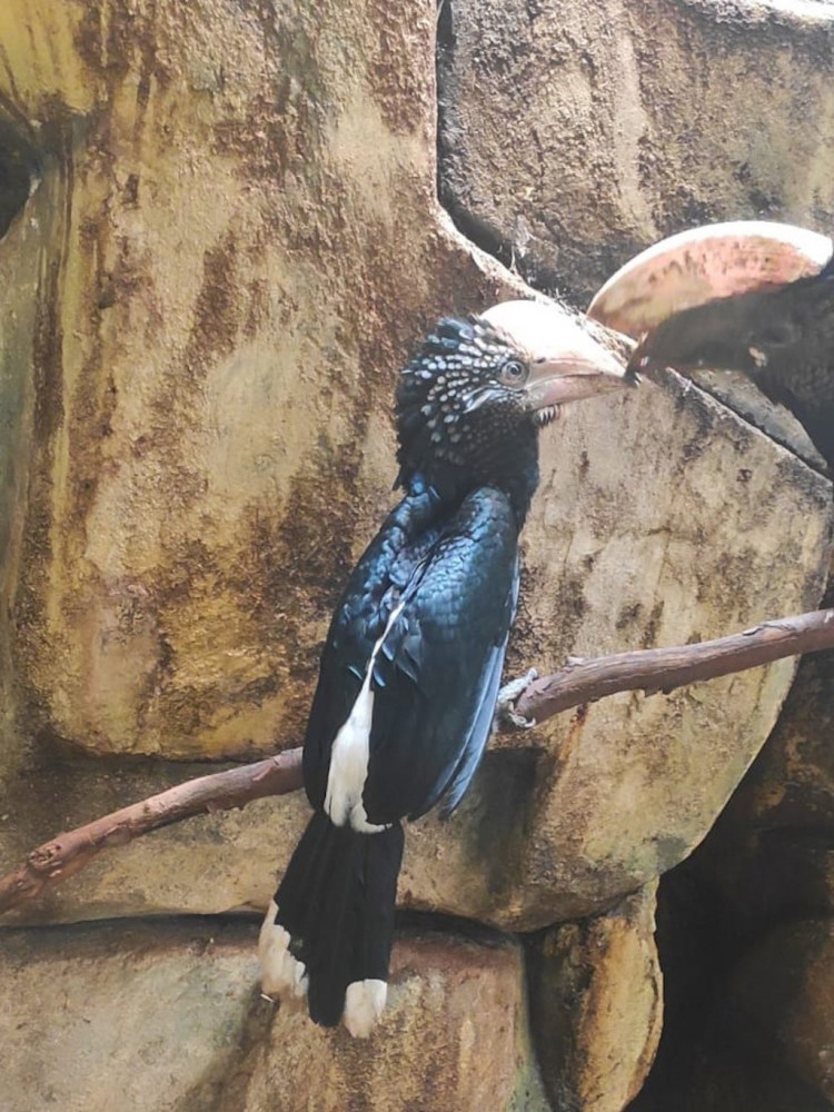 V liberecké zoo se poprvé v historii podařilo odchovat zoborožce šedolícé