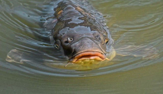 Na prodejce kaprů si posvítí veterináři, kontrolovat se budou rozestupy i hygiena