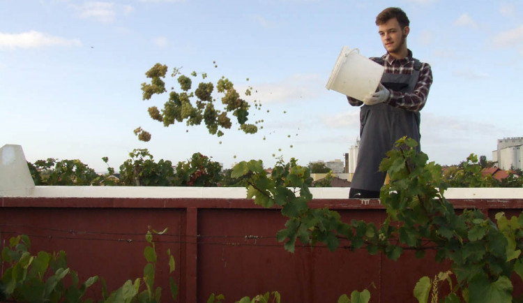 Vlastní víno, krásné kytice, lásku k přírodě a vše o zahradnictví nabízí Česká zahradnická akademie v Mělníku