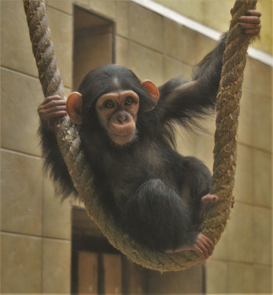 Klenot plzeňské zoo slaví své první narozeniny, Caila roste jako z vody