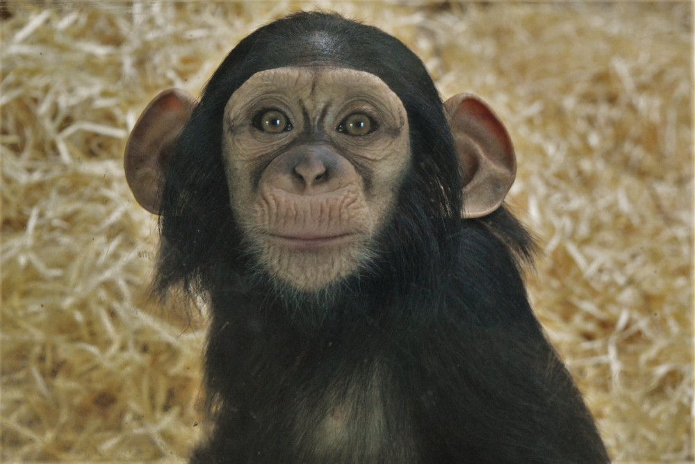 Klenot plzeňské zoo slaví své první narozeniny, Caila roste jako z vody