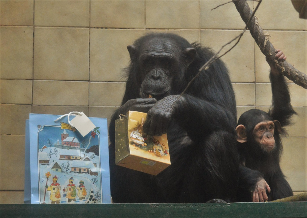 Klenot plzeňské zoo slaví své první narozeniny, Caila roste jako z vody