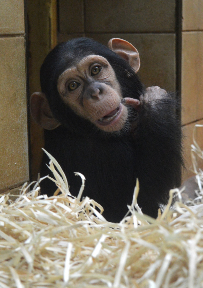 Klenot plzeňské zoo slaví své první narozeniny, Caila roste jako z vody
