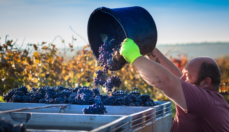 Jak se daří vinařům v krizi? Neexistuje nikdo, koho by se situace nedotkla, říká majitel úspěšného vinařství