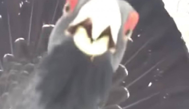 Video tetřeva mate veřejnost. Nepleťte si ho s tetřívkem z Jizerek, vzkazují ochránci